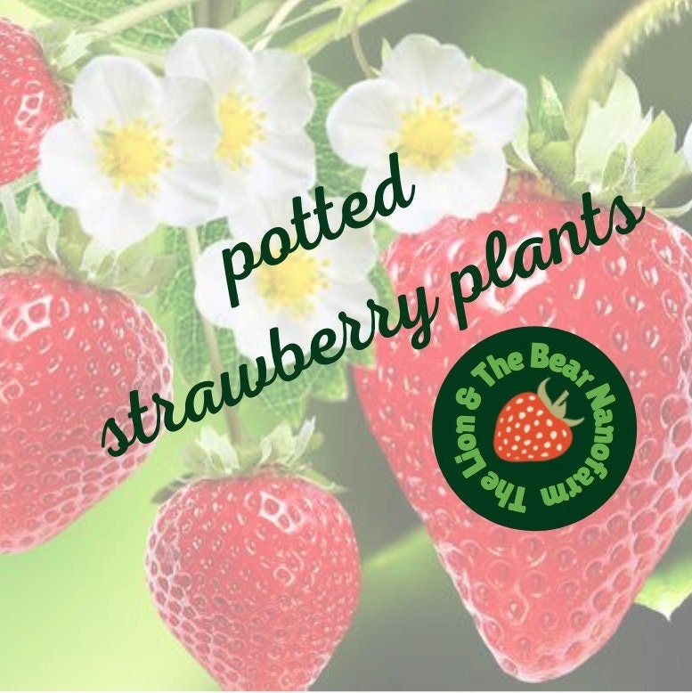 Live Potted Strawberry Plants - Seascape, Sparkle, Valley Sunset