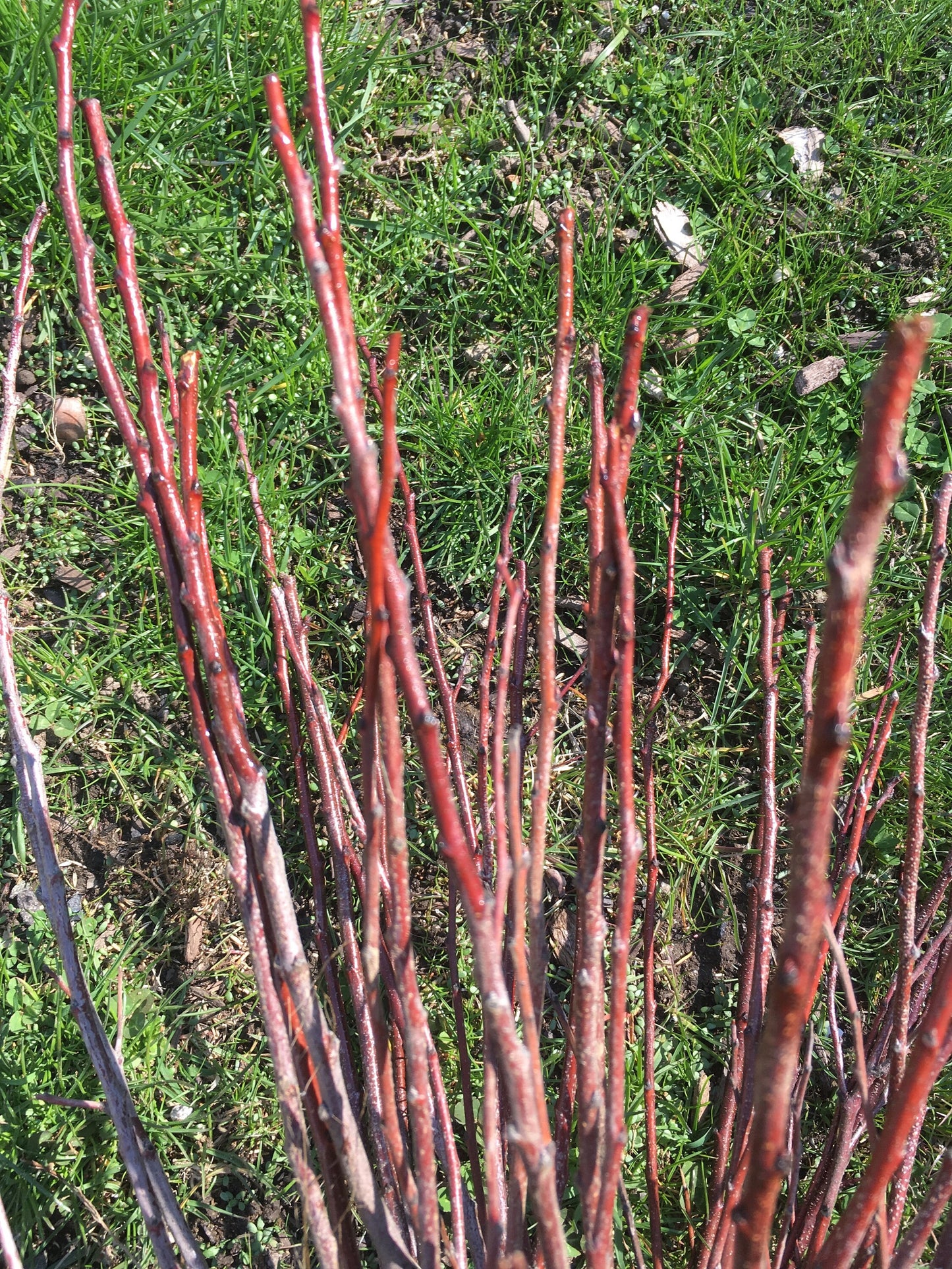 Live Beach Plum shrub (Prunus maritima)