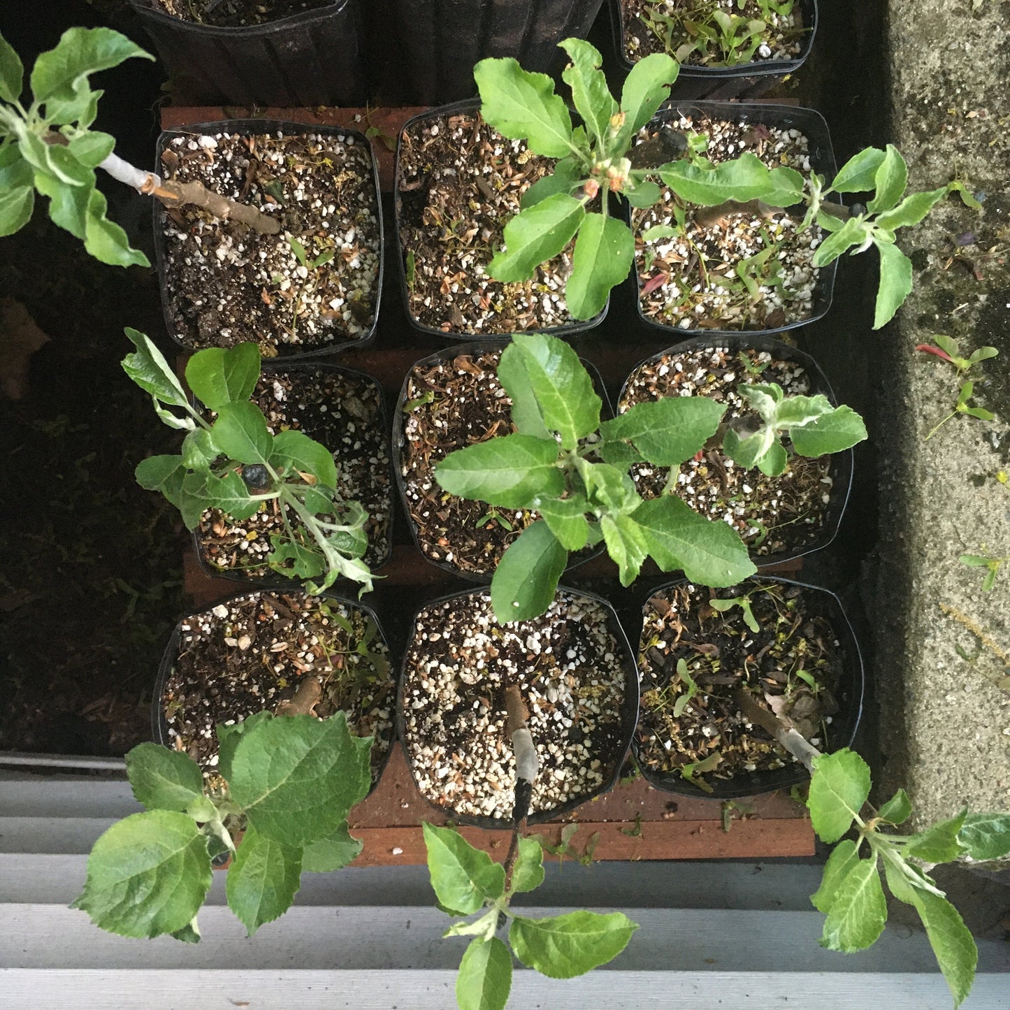 Custom Grafted Baby Apple Tree - POTTED - Any variety, any size when mature - Current year, 12+ inches tall