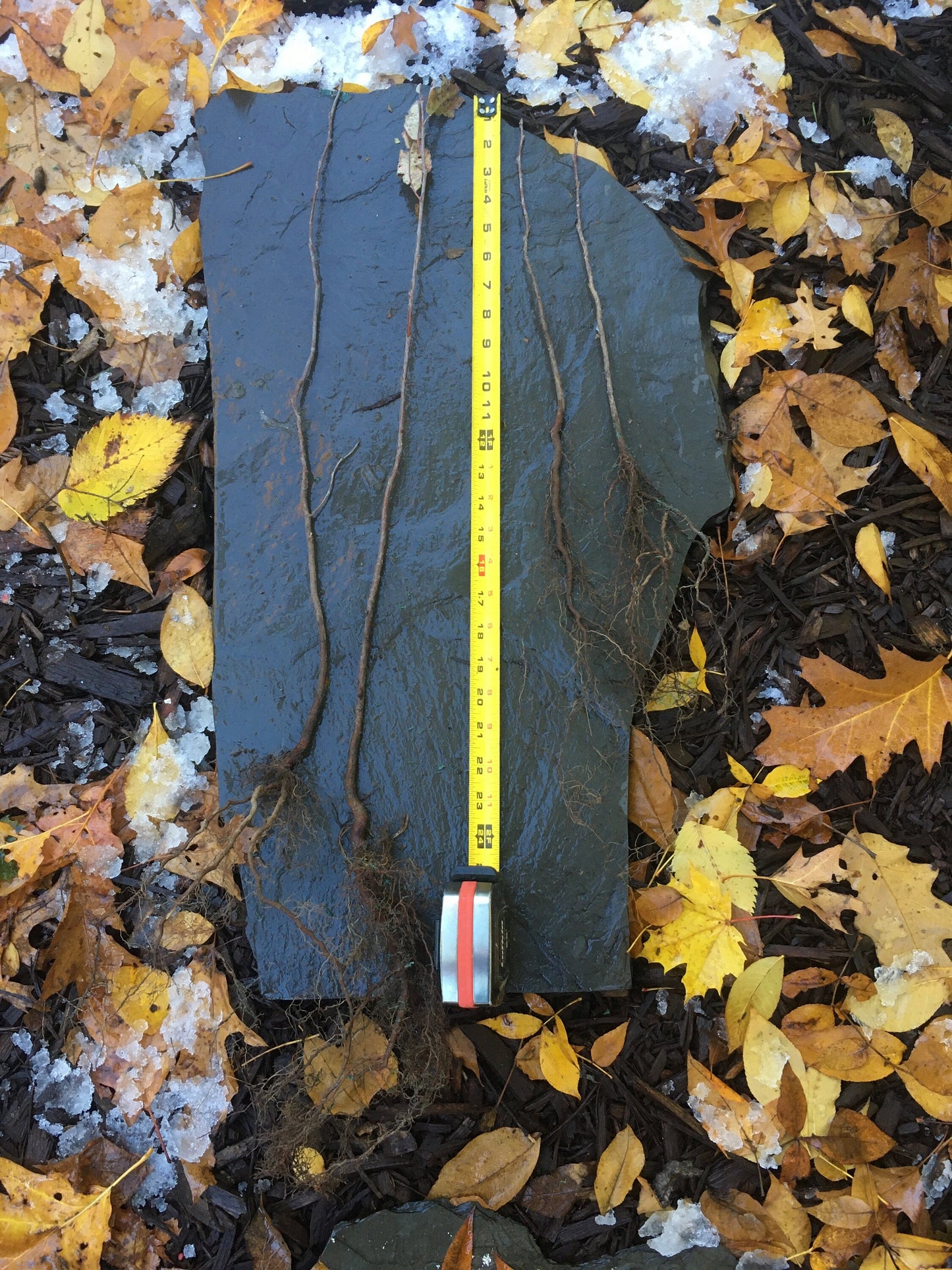 Live Chokecherry plant (Prunus virginiana) - Bare Root