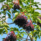 Live Elderberry plant (Sambucus canadensis) - Bare Root