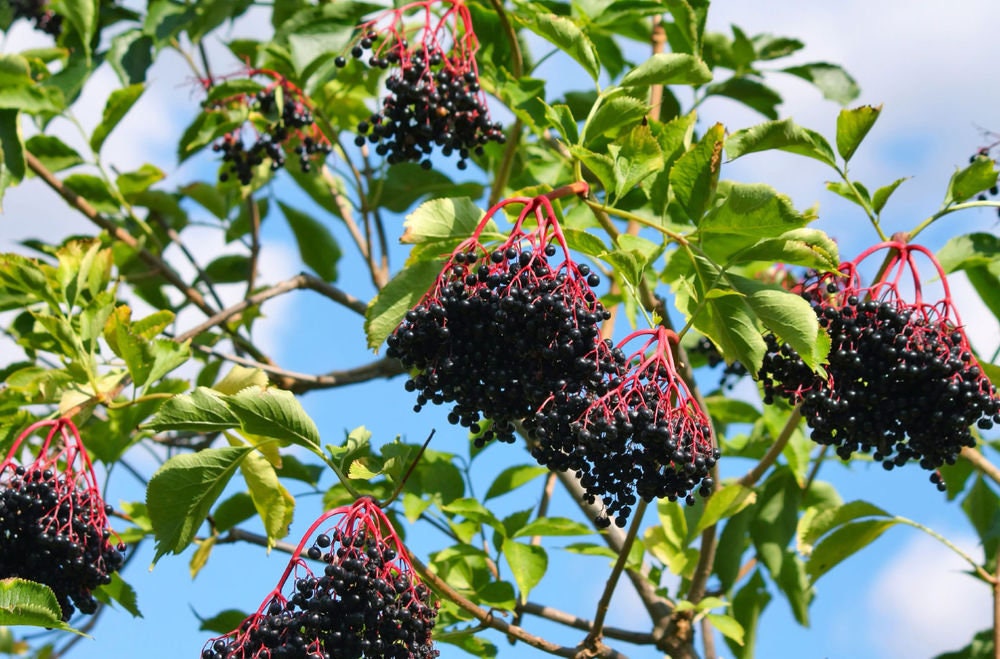 Live Elderberry plant (Sambucus canadensis) - Bare Root