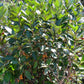 Live aronia berry / black chokeberry plant (Aronia melanocarpa) - Bare root
