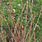 Live aronia berry / black chokeberry plant (Aronia melanocarpa) - Bare root