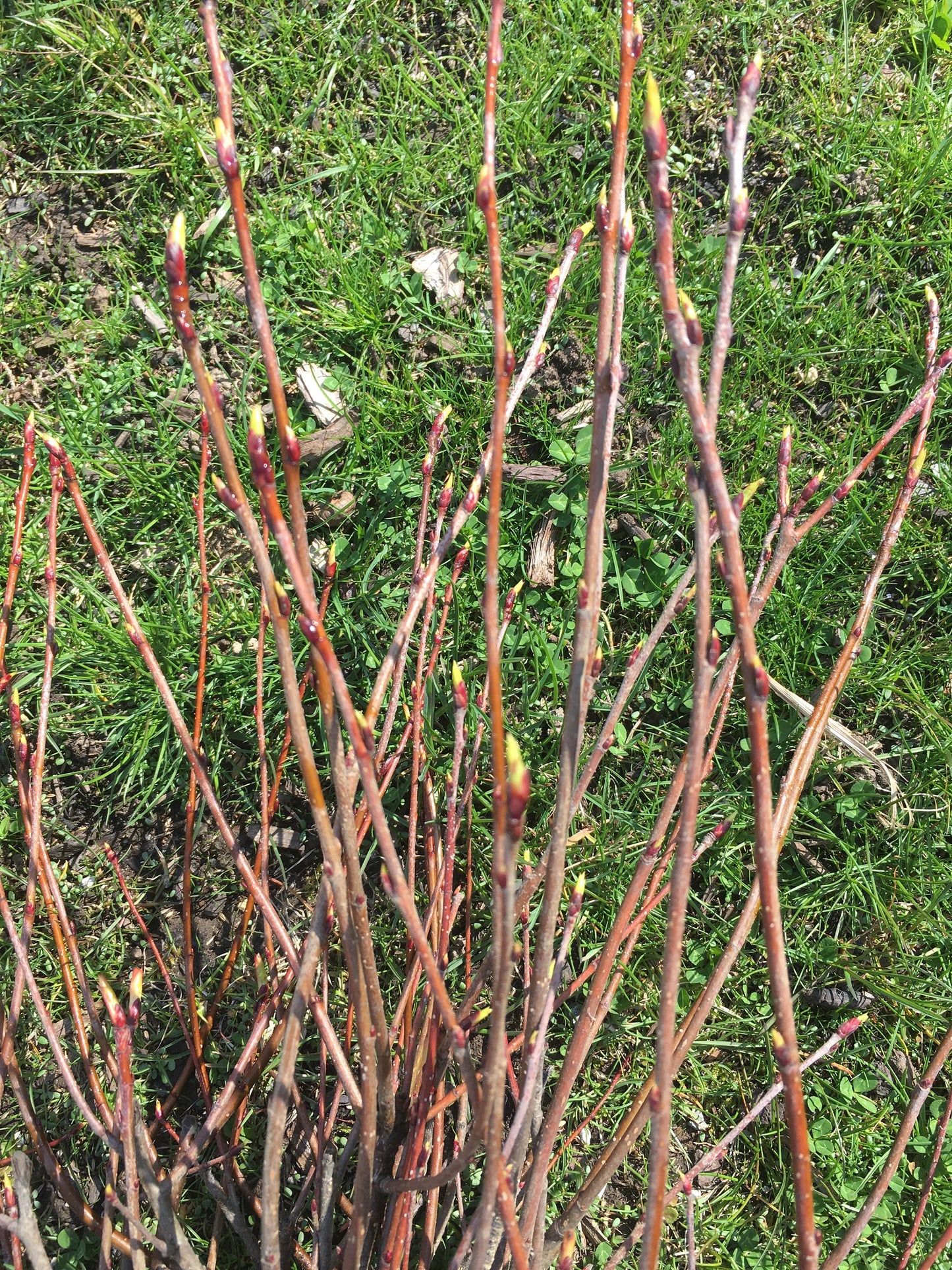 Live aronia berry / black chokeberry plant (Aronia melanocarpa) - Bare root