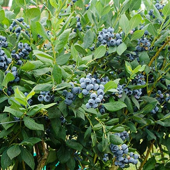 Live Potted Blueberry Plant - Low Bush & High Bush