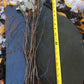 Live Chokecherry plant (Prunus virginiana) - Bare Root