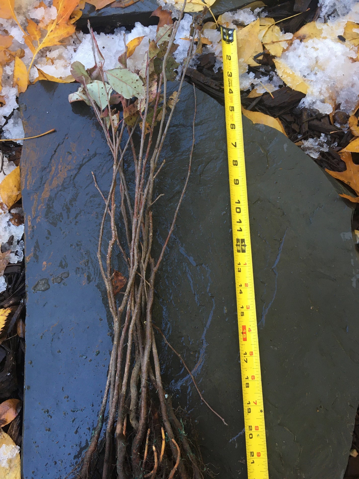 Live Chokecherry plant (Prunus virginiana) - Bare Root