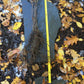 Live Chokecherry plant (Prunus virginiana) - Bare Root