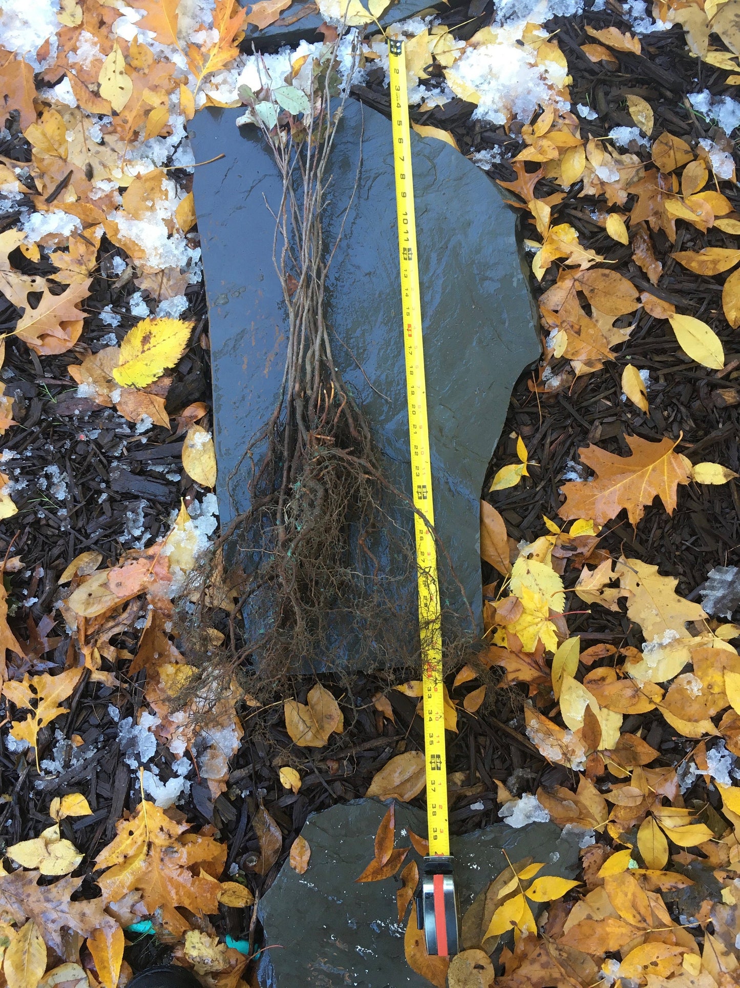 Live Chokecherry plant (Prunus virginiana) - Bare Root