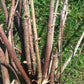 Live Elderberry plant (Sambucus canadensis) - Bare Root