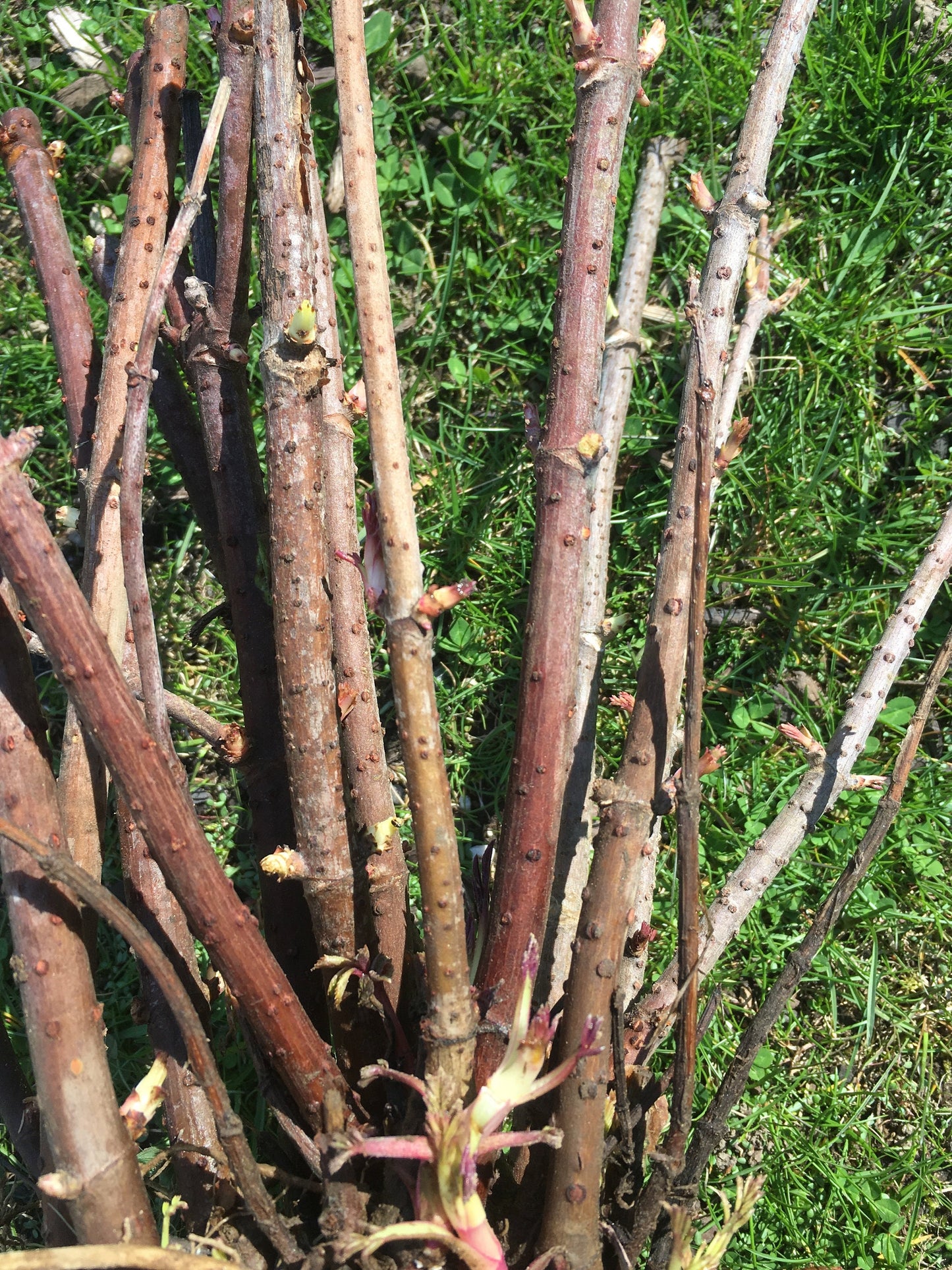 Live Elderberry plant (Sambucus canadensis) - Bare Root