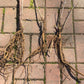 Live Elderberry plant (Sambucus canadensis) - Bare Root