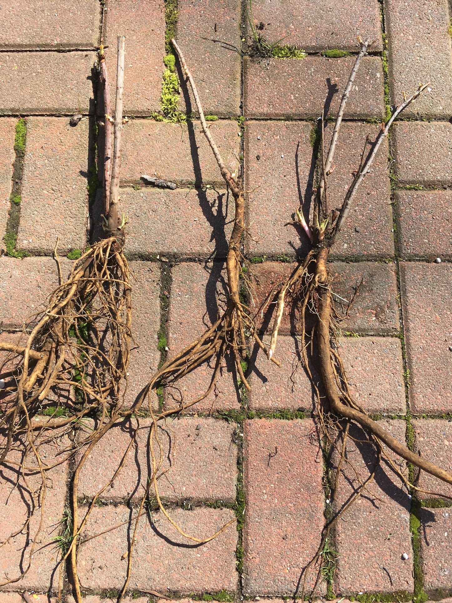 Live Elderberry plant (Sambucus canadensis) - Bare Root