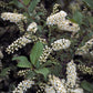 Live Chokecherry plant (Prunus virginiana) - Bare Root