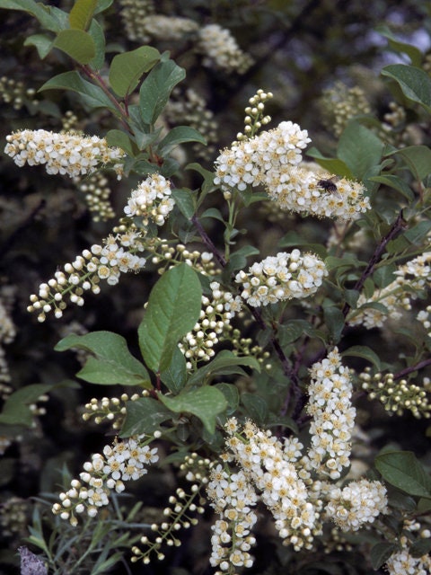 Live Chokecherry plant (Prunus virginiana) - Bare Root