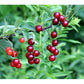 Live Chokecherry plant (Prunus virginiana) - Bare Root