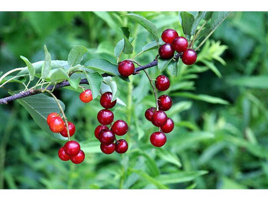 Live Chokecherry plant (Prunus virginiana) - Bare Root