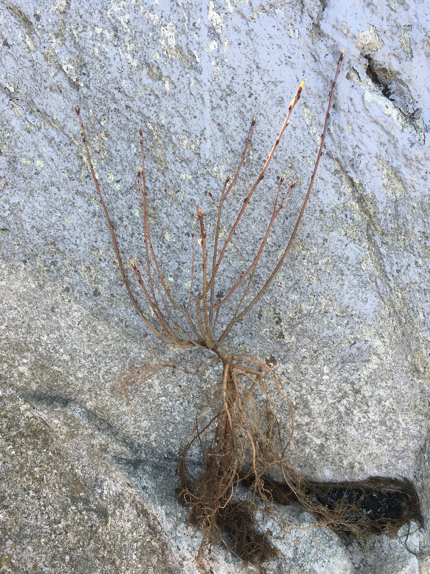 Live aronia berry / black chokeberry plant (Aronia melanocarpa) - Bare root