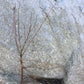 Live Beach Plum shrub (Prunus maritima)