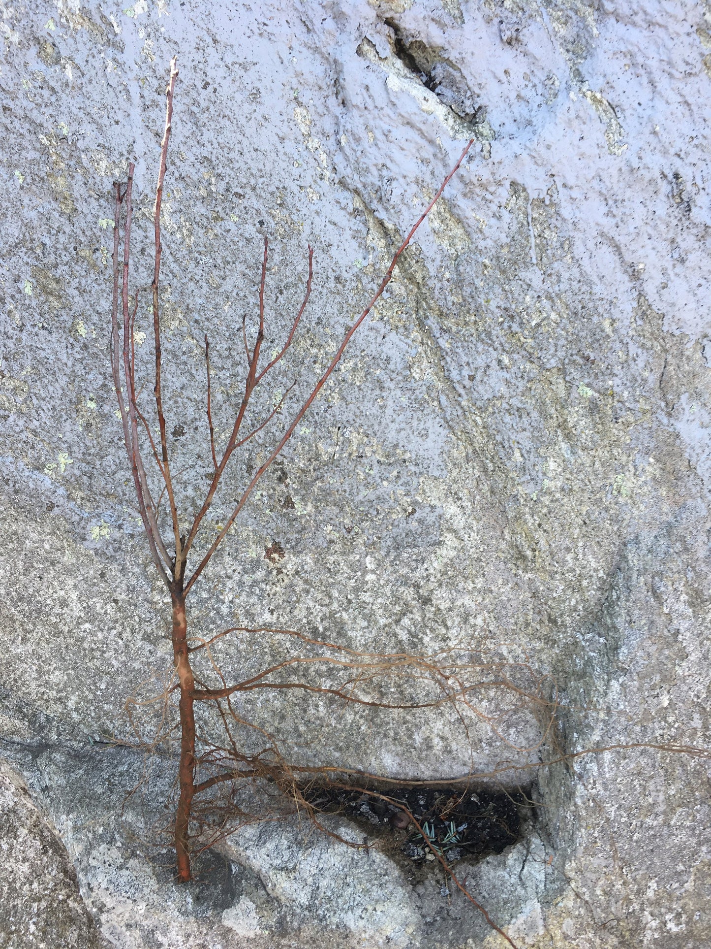 Live Beach Plum shrub (Prunus maritima)