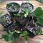 Live Potted Strawberry Plants - Seascape, Sparkle, Valley Sunset
