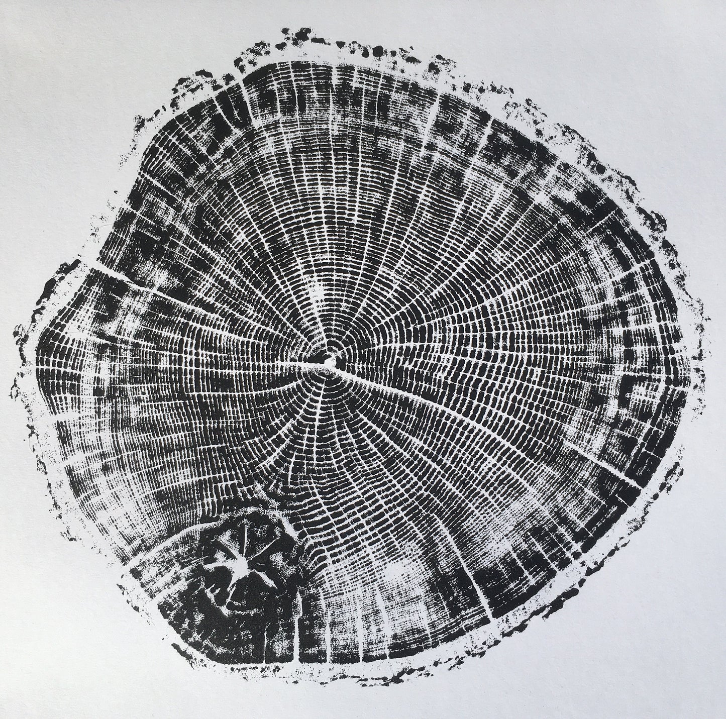 Custom Tree Ring Prints (3x) From Your Own Tree Slice