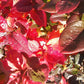 Live Potted Blueberry Plant - Low Bush & High Bush