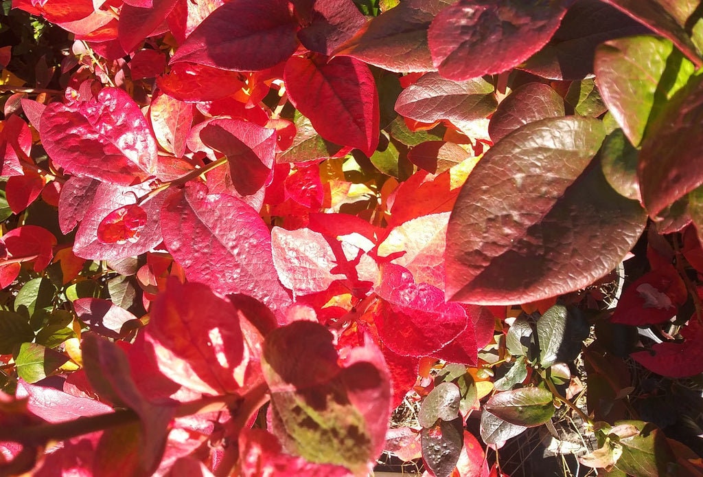 Live Potted Blueberry Plant - Low Bush & High Bush