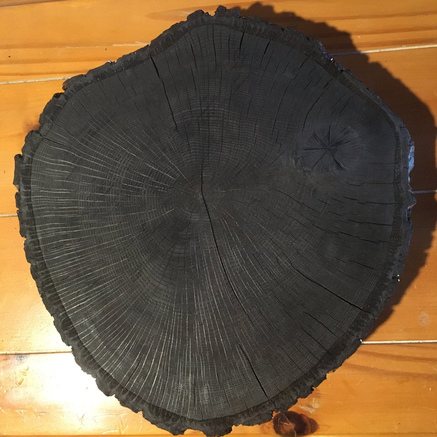 Chesapeake Bay Oak - "in Memoriam" - Hand Pulled Tree Ring Print