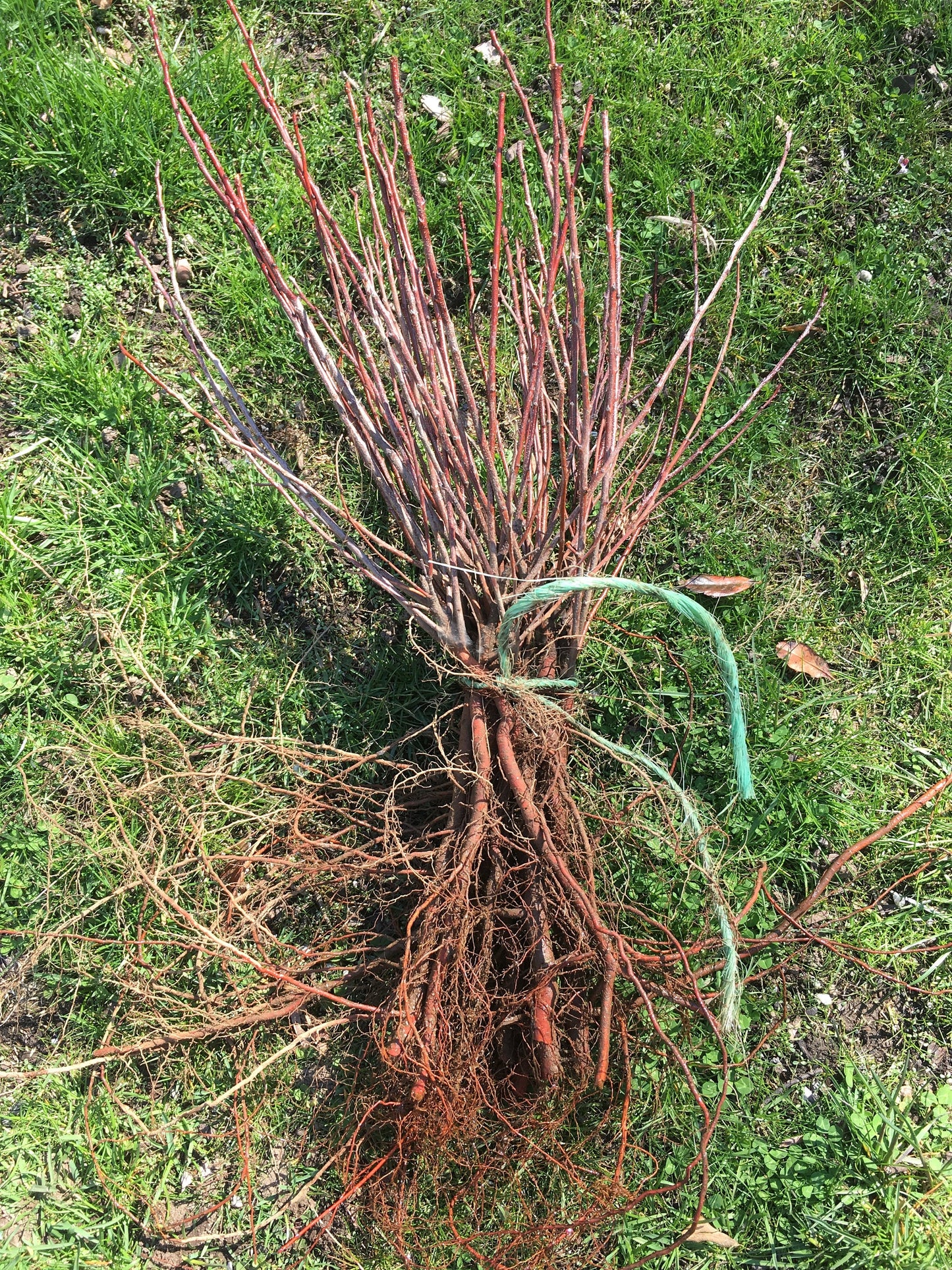 Live Beach Plum shrub (Prunus maritima)