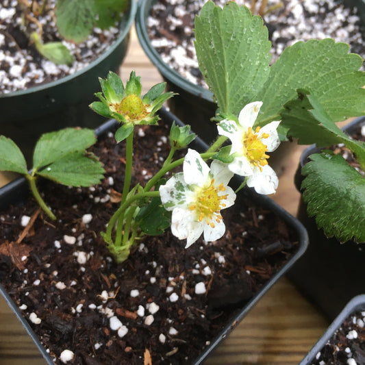 Live Potted Strawberry Plants - Seascape, Sparkle, Valley Sunset