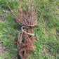 Live aronia berry / black chokeberry plant (Aronia melanocarpa) - Bare root