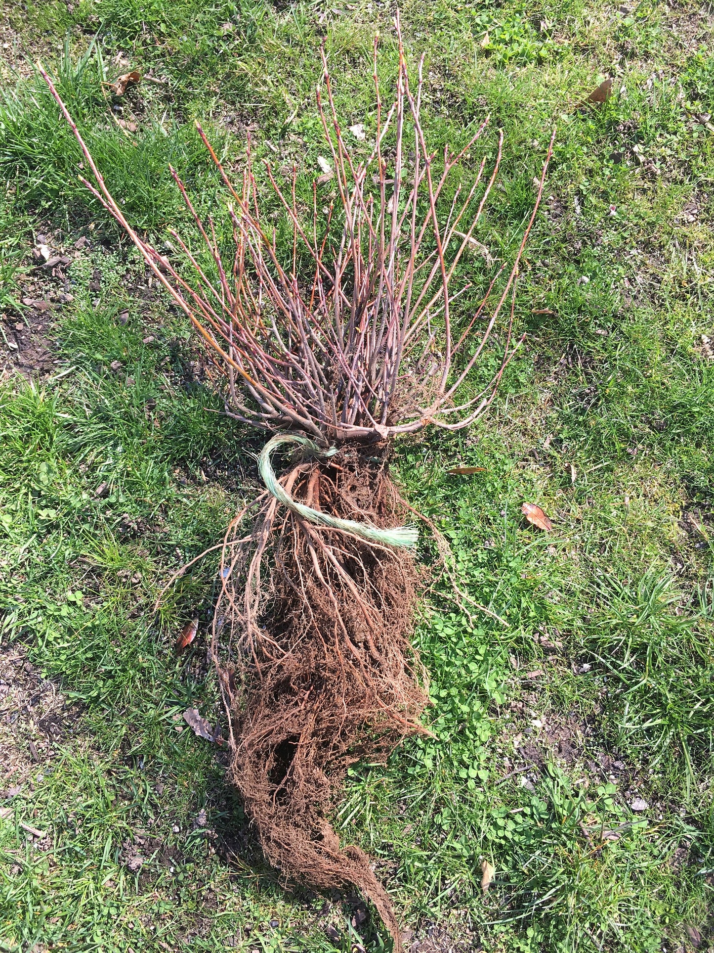 Live aronia berry / black chokeberry plant (Aronia melanocarpa) - Bare root