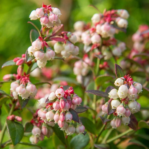 Live Potted Blueberry Plant - Low Bush & High Bush