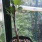 Custom Grafted Baby Apple Tree - POTTED - Any variety, any size when mature - Current year, 12+ inches tall