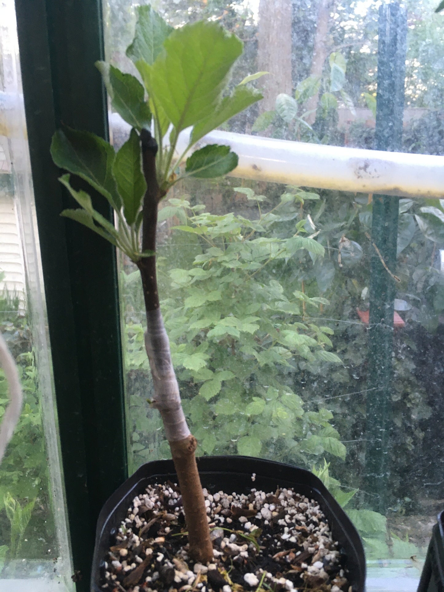 Custom Grafted Baby Apple Tree - POTTED - Any variety, any size when mature - Current year, 12+ inches tall