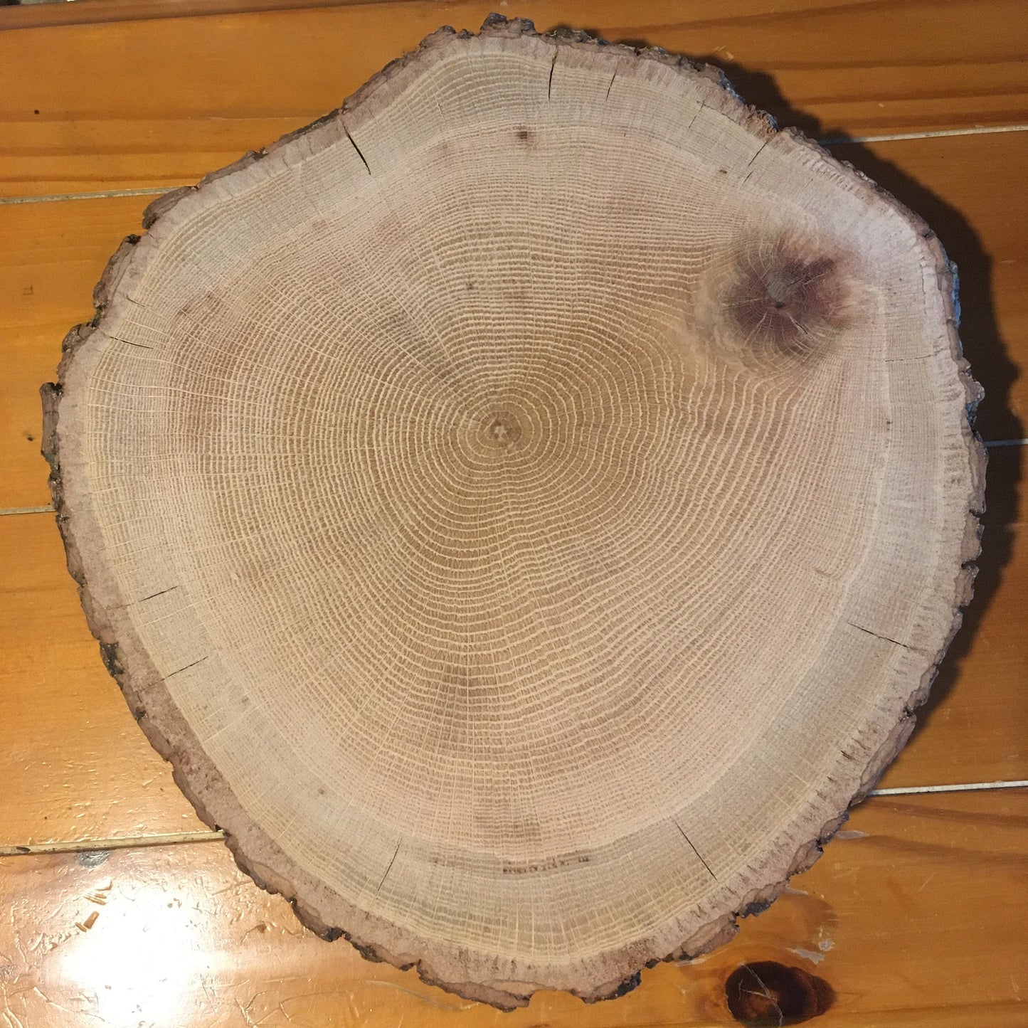 Chesapeake Bay Oak - "in Memoriam" - Hand Pulled Tree Ring Print