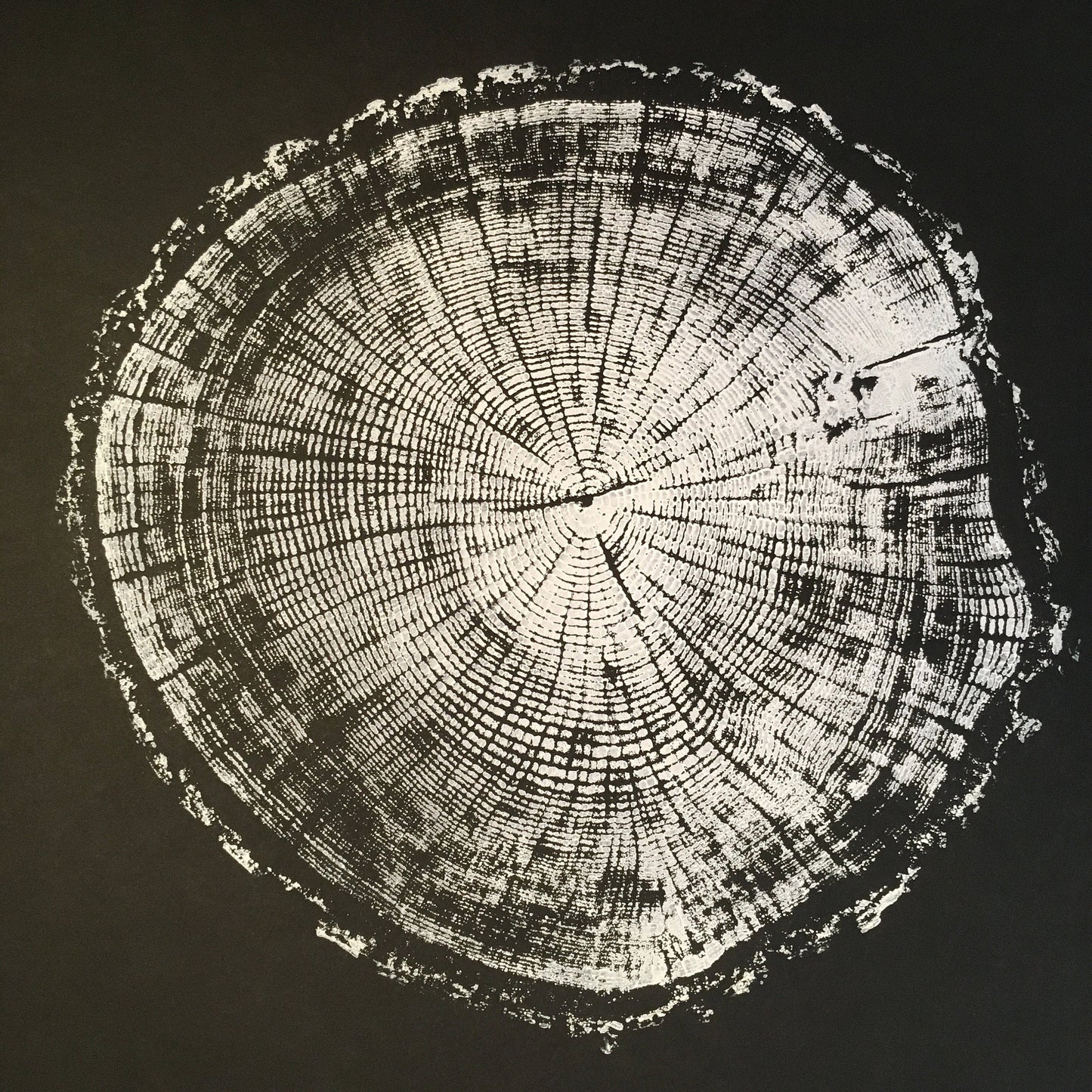 Chesapeake Bay Oak - "in Memoriam" - Hand Pulled Inverse Tree Ring Print