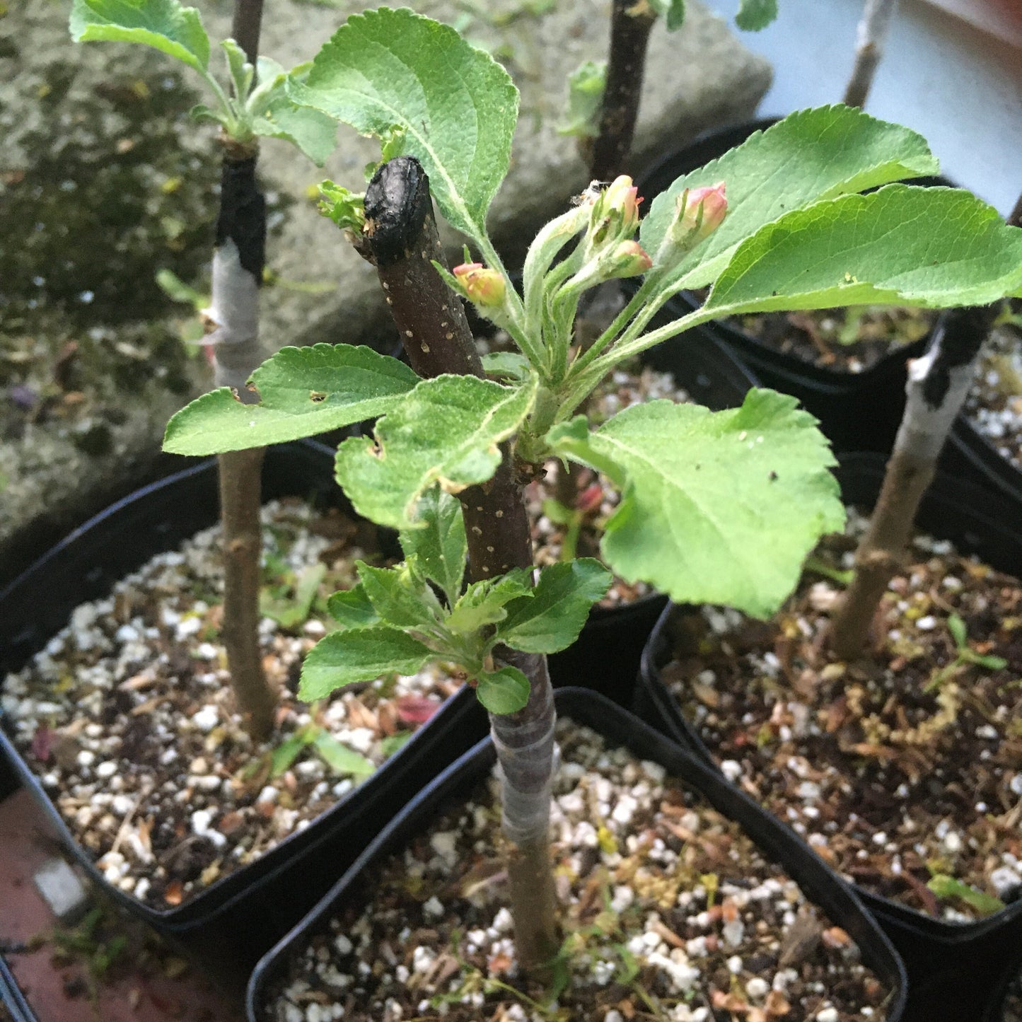 Custom Grafted Baby Apple Tree - POTTED - Any variety, any size when mature - Current year, 12+ inches tall