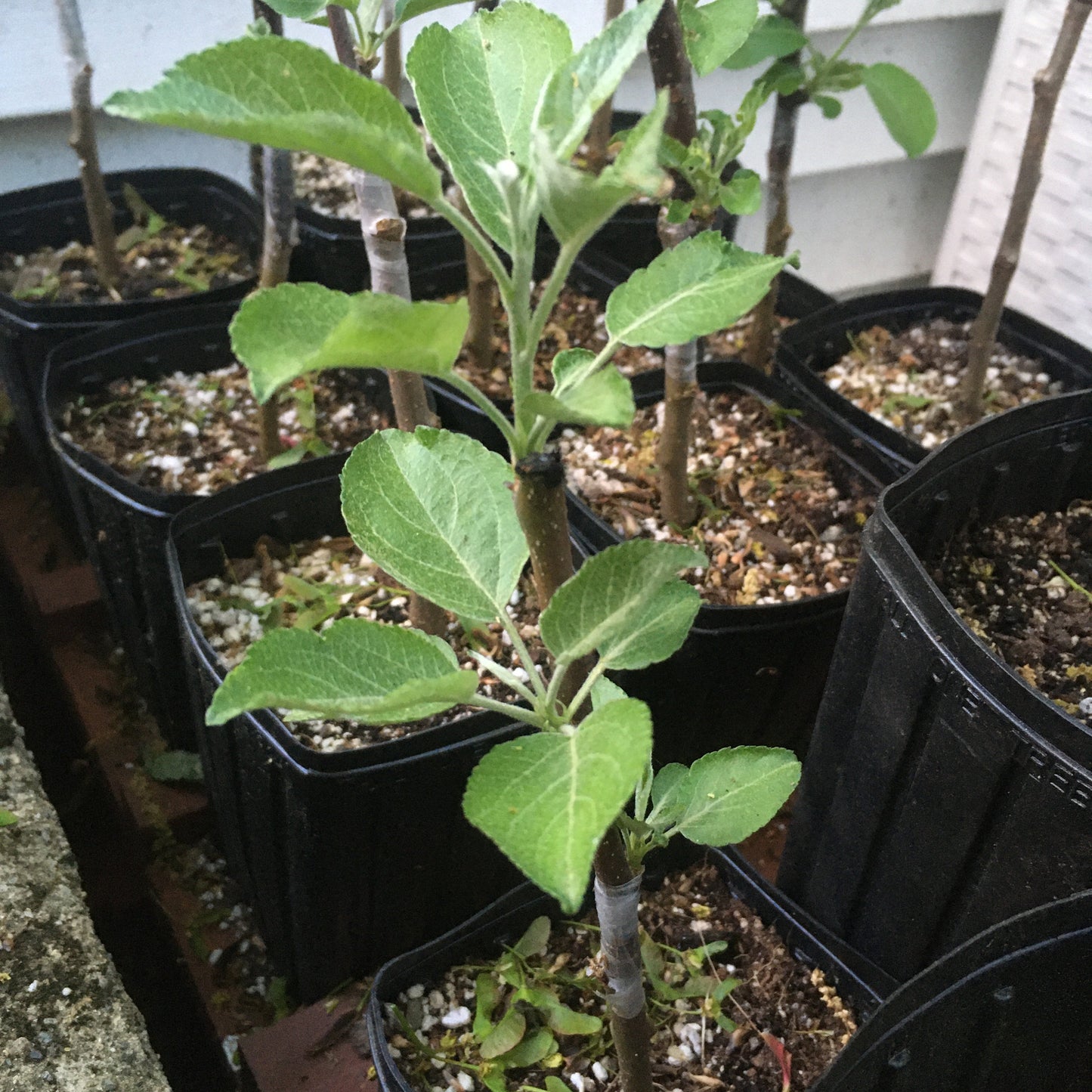 Custom Grafted Baby Apple Tree - POTTED - Any variety, any size when mature - Current year, 12+ inches tall