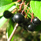 Live aronia berry / black chokeberry plant (Aronia melanocarpa) - Bare root
