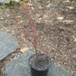 Live Potted Blueberry Plant - Low Bush & High Bush