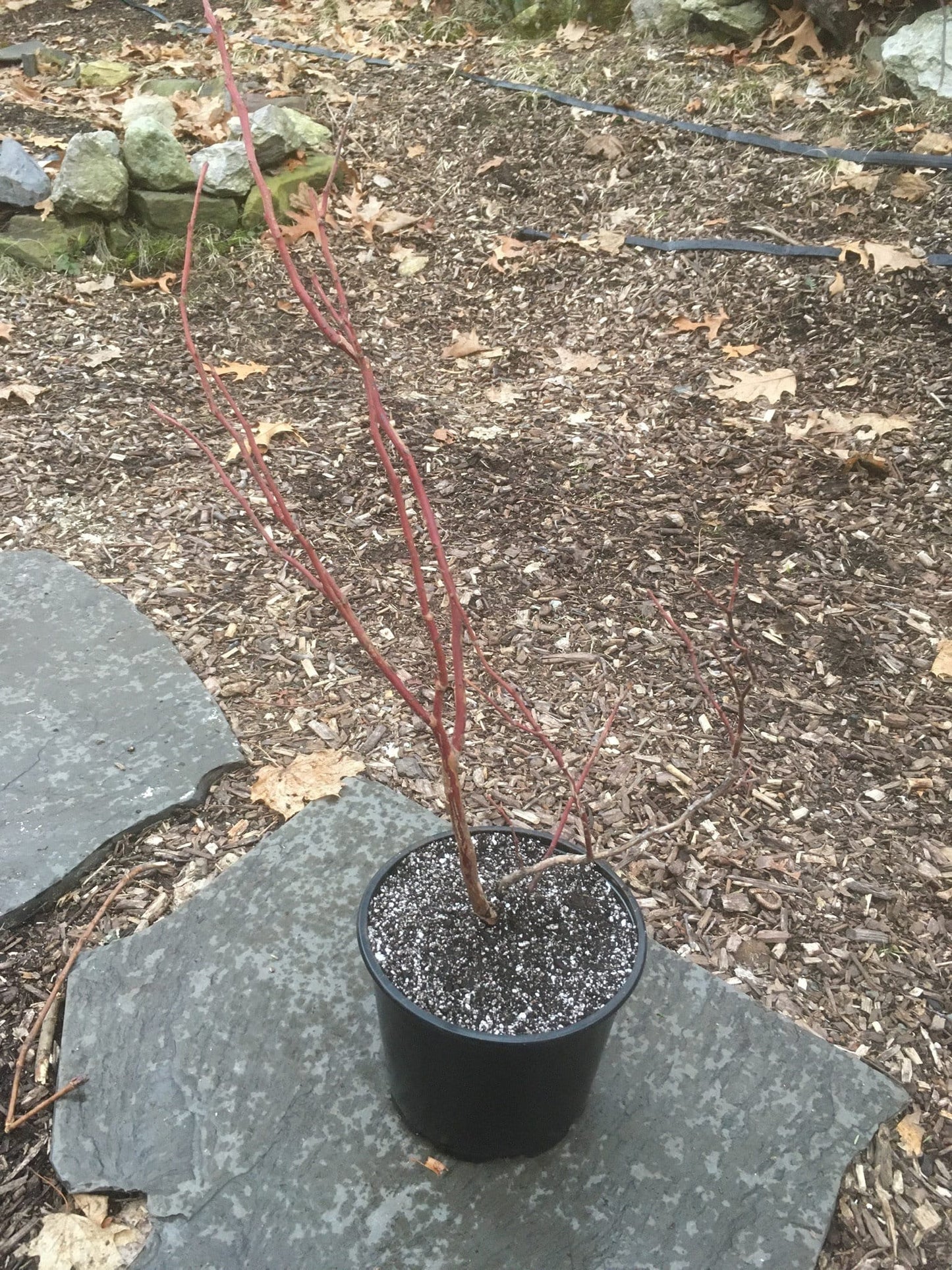 Live Potted Blueberry Plant - Low Bush & High Bush