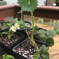 Live Potted Strawberry Plants - Seascape, Sparkle, Valley Sunset