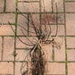 Live aronia berry / black chokeberry plant (Aronia melanocarpa) - Bare root