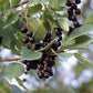 Live Chokecherry plant (Prunus virginiana) - Bare Root