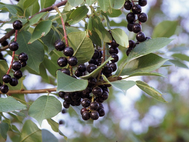 Live Chokecherry plant (Prunus virginiana) - Bare Root