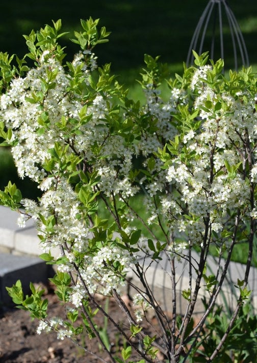 Live Beach Plum shrub (Prunus maritima)