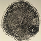 Chesapeake Bay Oak - "in Memoriam" - Hand Pulled Tree Ring Print